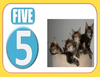 Snapshot Five Kittens Image